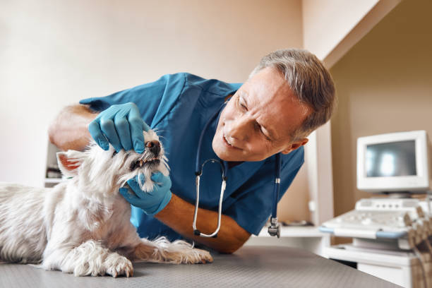 Best Emergency Denture Repair in Elberton, GA